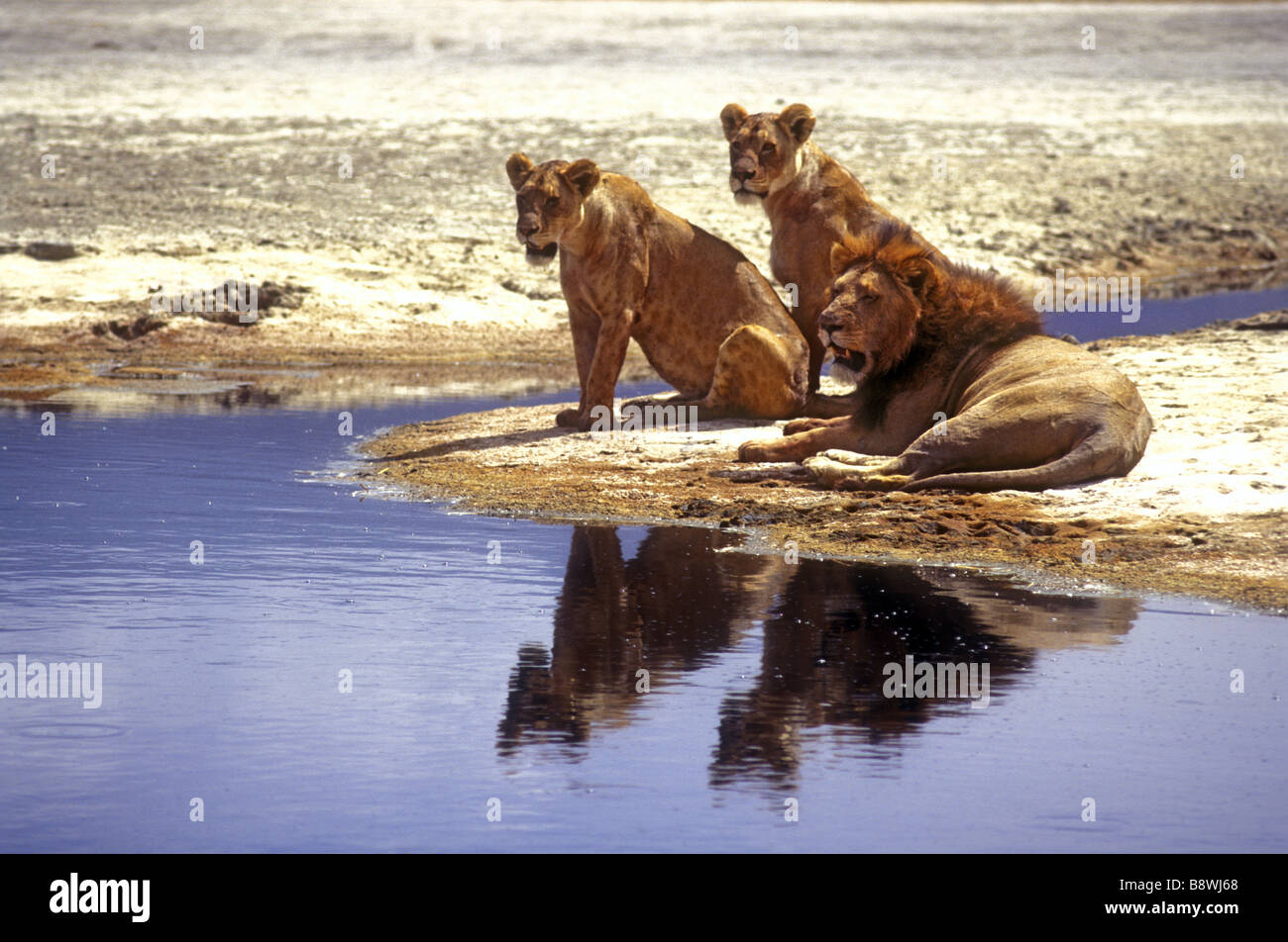 Two alert lionesses sitting at the edge of a pool with their reflections Ngorongoro Crater Tanzania East Africa Stock Photo