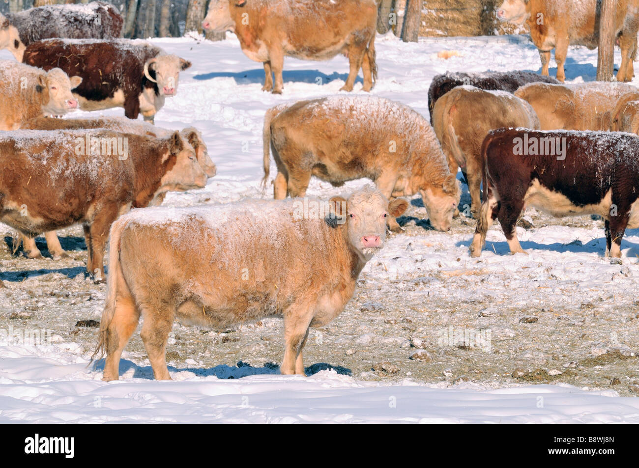 Cows 09111 Stock Photo
