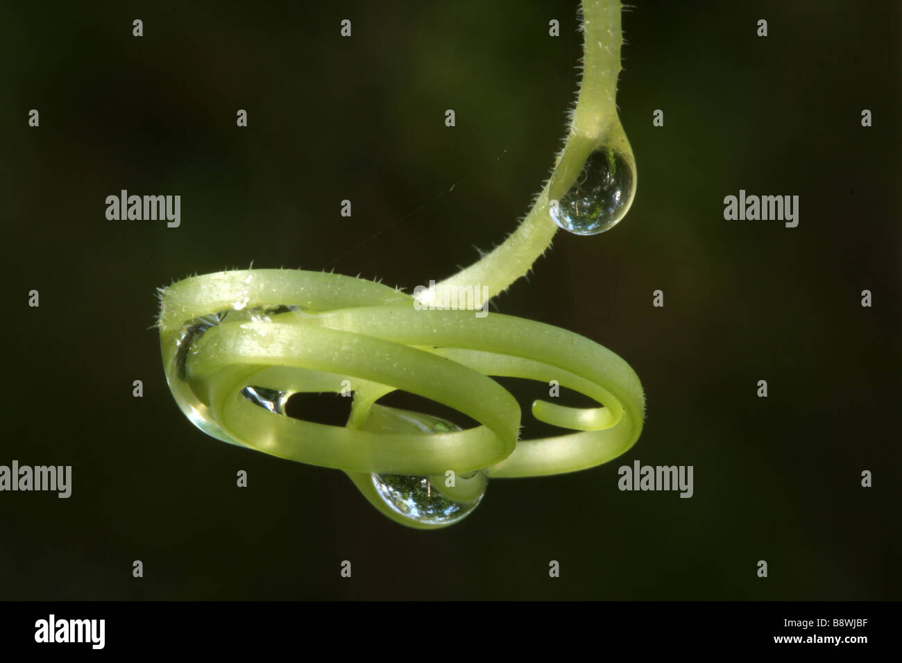 A tendril with water droplets from a Zucchini vine Stock Photo