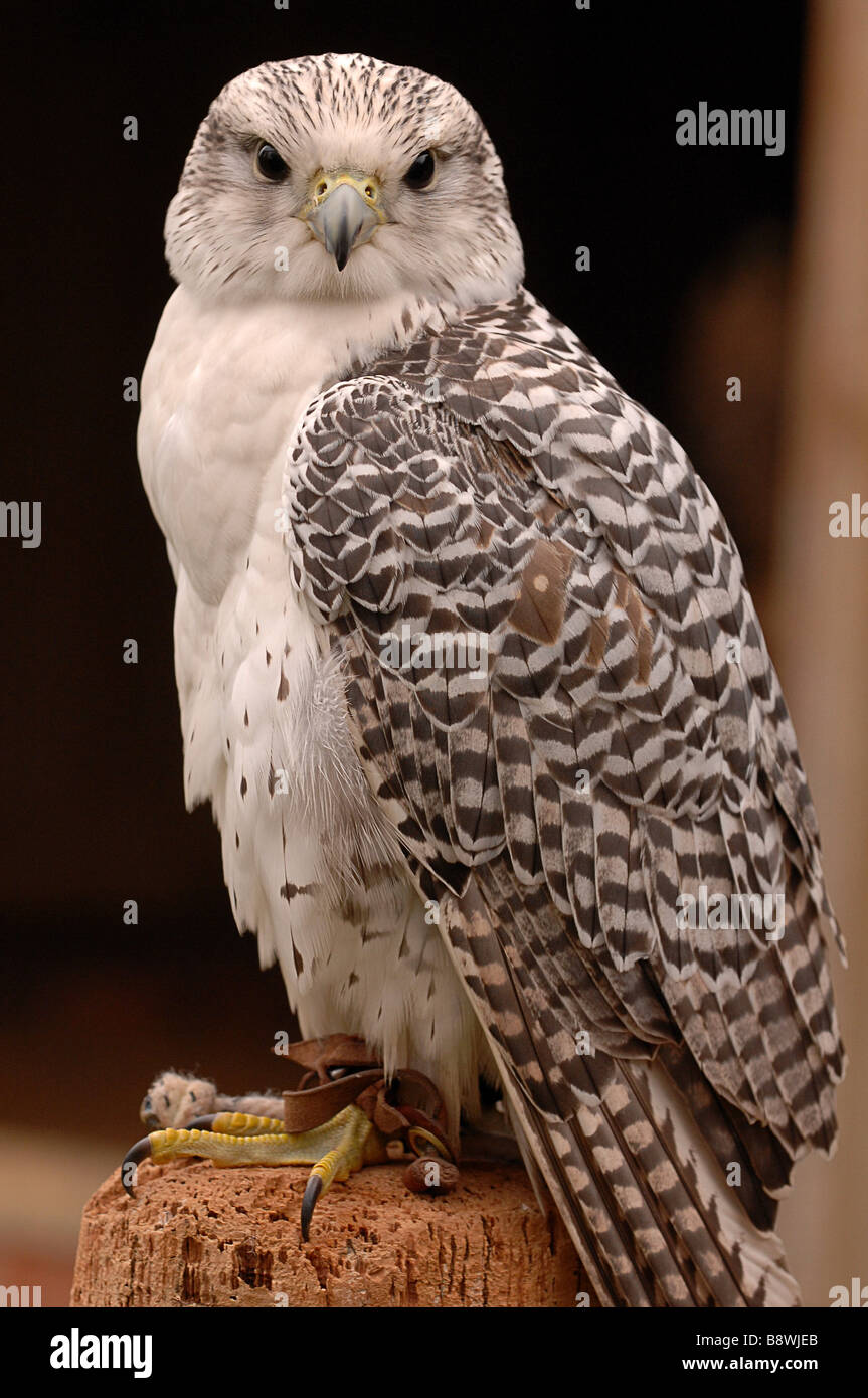 Bird of prey hybrid Stock Photo - Alamy