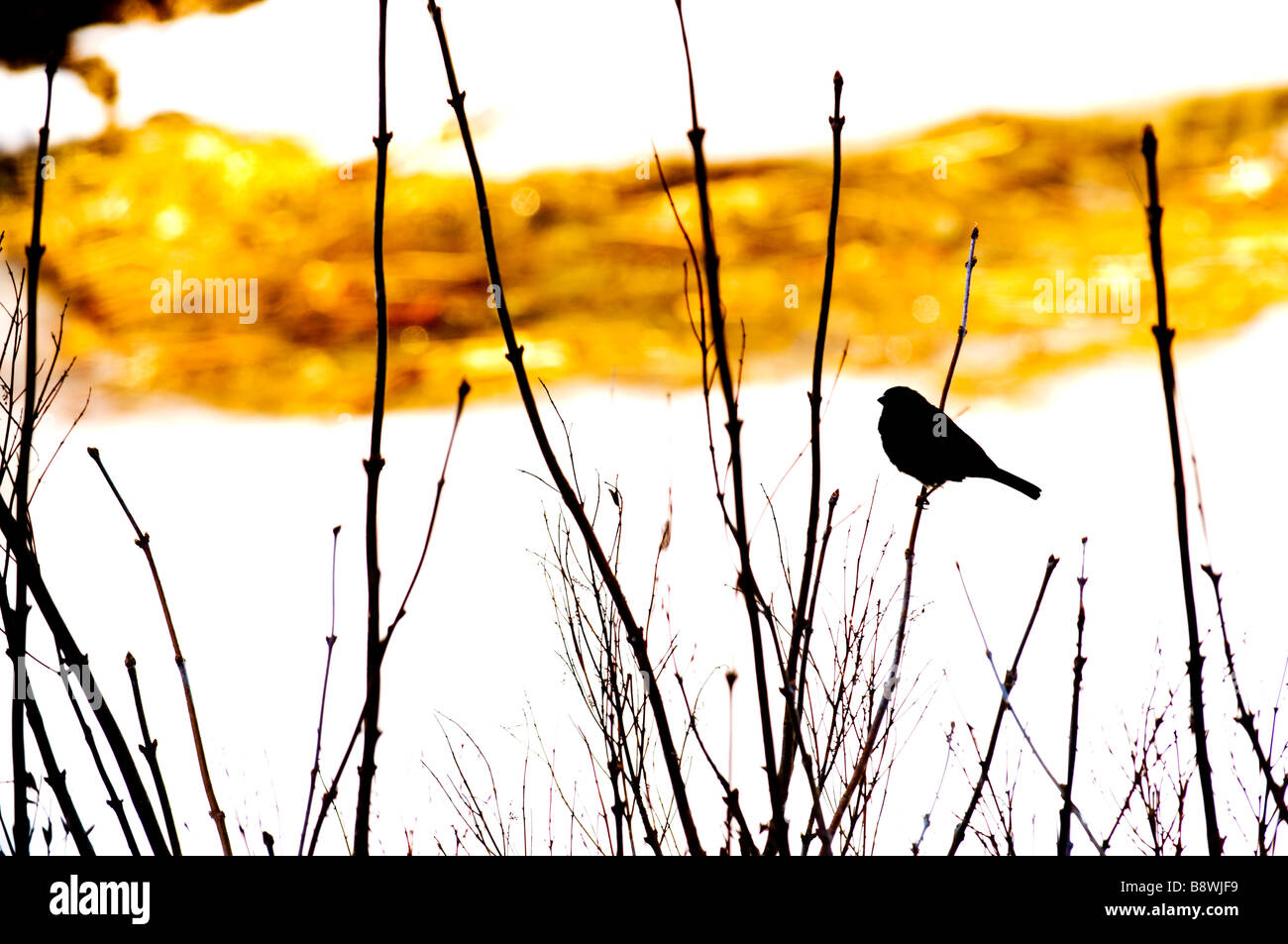 Spring Thaw with Silhouette of bird on branch Stock Photo