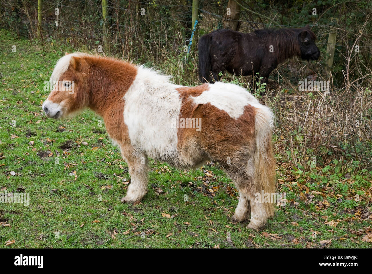 a Shetland pony, a farm animal in a Buckinghamshire field UK. Stock Photo