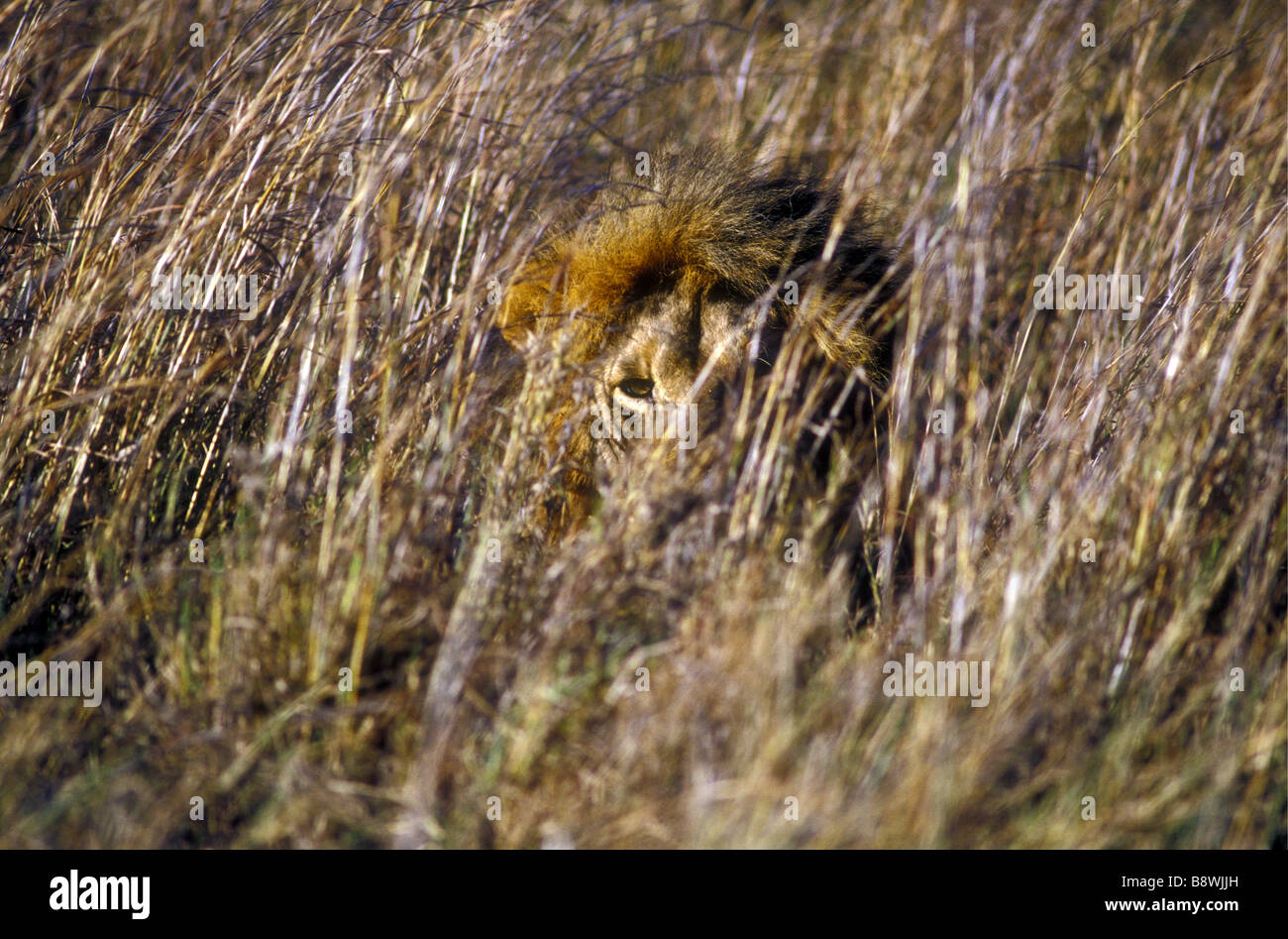 Mature male lion with full mane hiding in long grass Masai Mara National Reserve Kenya East Africa Stock Photo