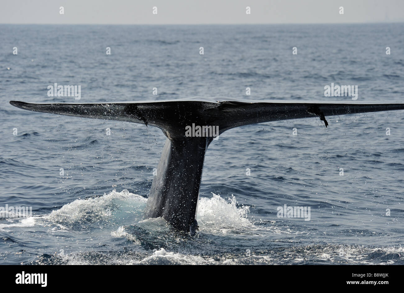 Blue Whale Sounding, tail lifting Balaenoptera musculus brevicauda ...