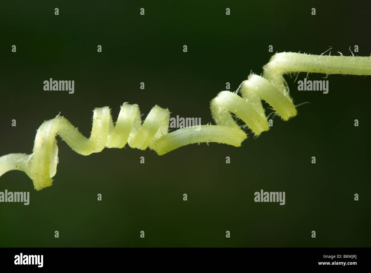 A tendril from a Zucchini vine Stock Photo