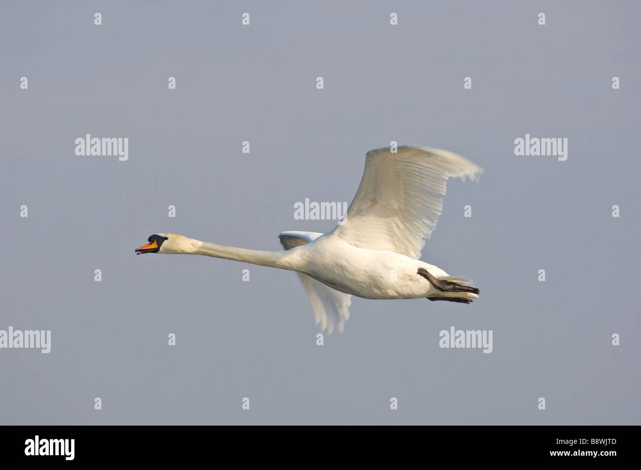 Adult Mute swan flying with its wings out spread. Stock Photo