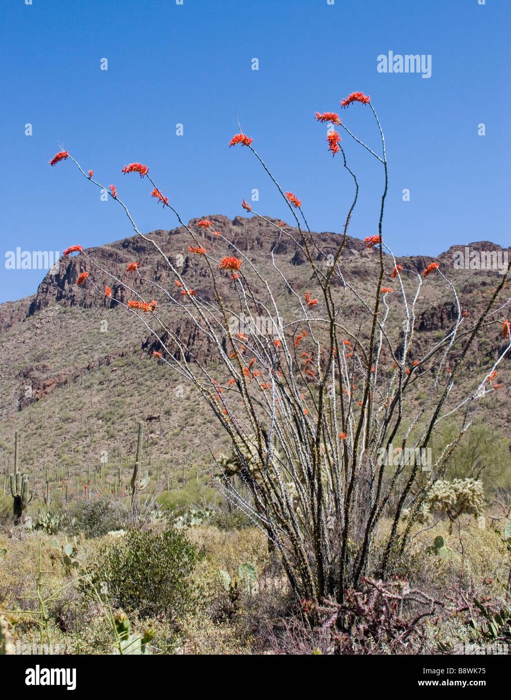 Ocotillo Fouquieria Splendis flowering in desert setting against mountain range Stock Photo
