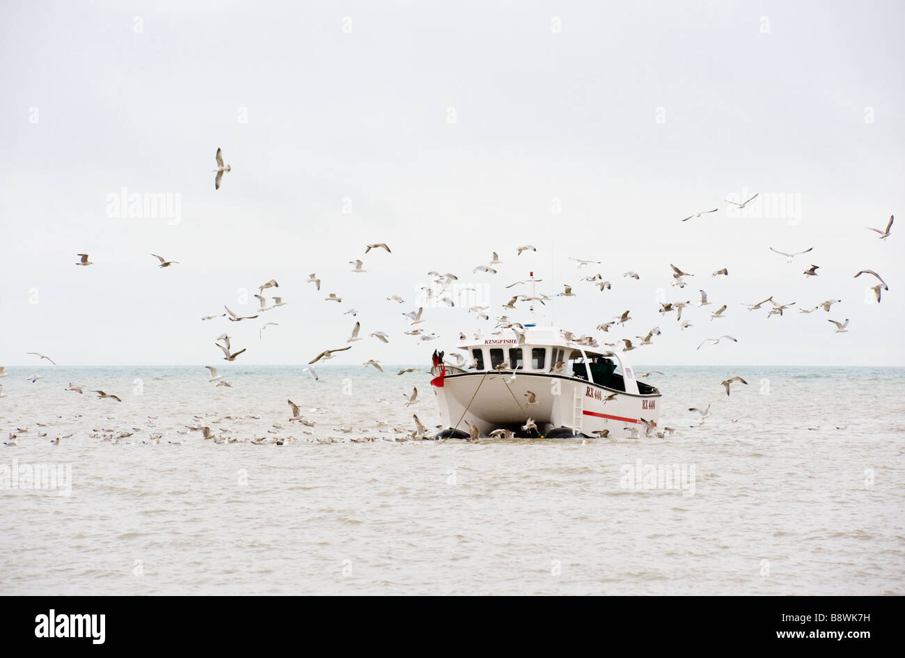 A catamaran fishing boat at sea being followed by a flock of seagulls Stock Photo