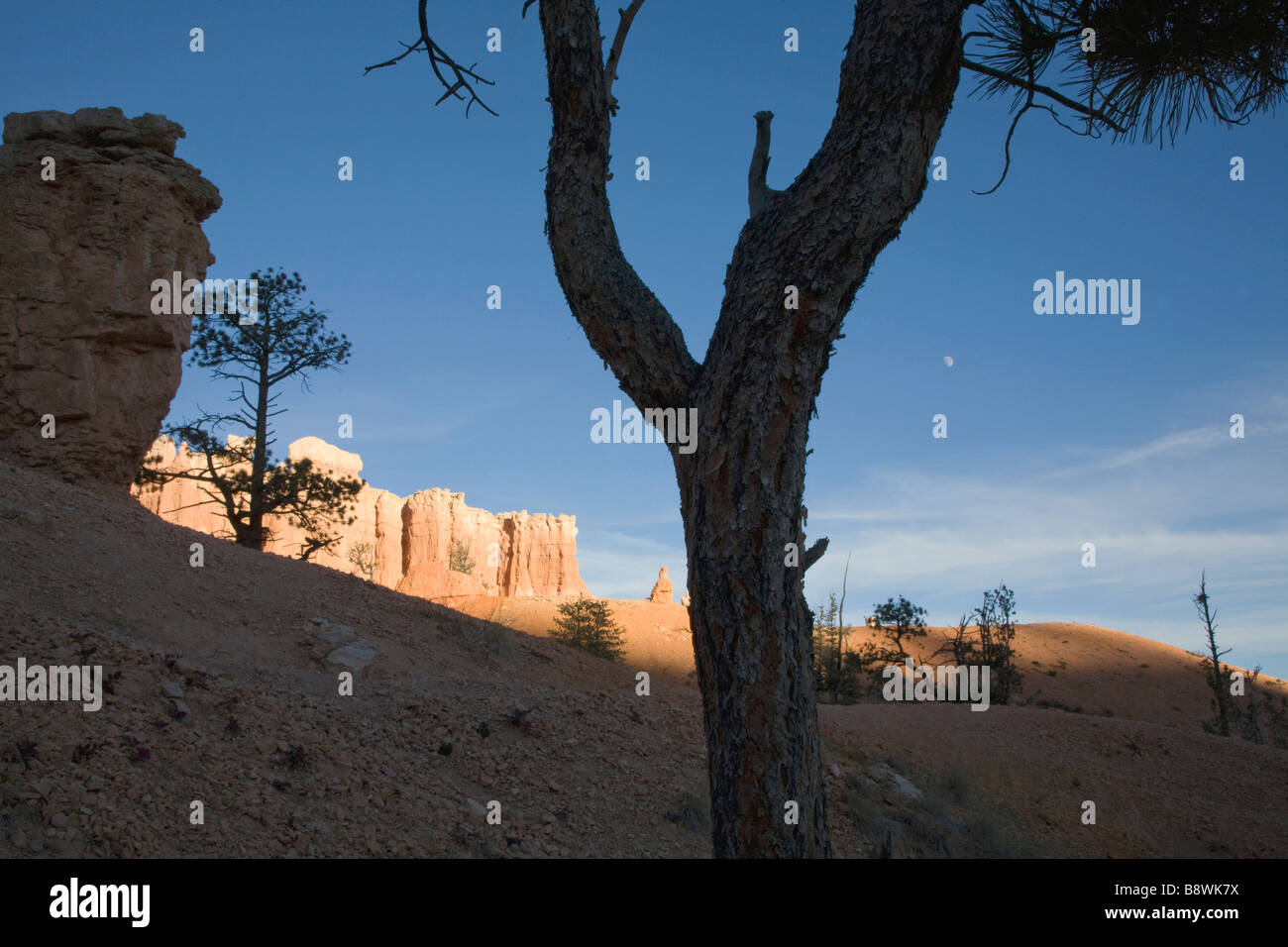 Venerable tree along the Queens Garden Trail in Bryce Amphitheater in Bryce Canyon National Park Utah Stock Photo