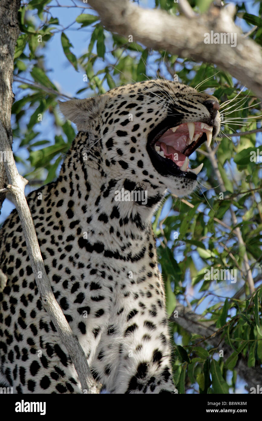 Female Leopard (wild) resting in a tree Stock Photo - Alamy