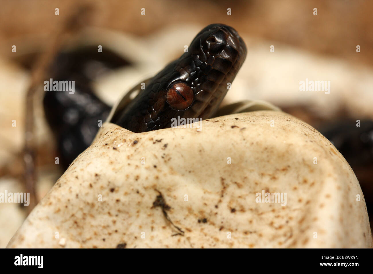 A hatchling Australian Carpet Python (Morelia spilota mcdowlii) Stock Photo