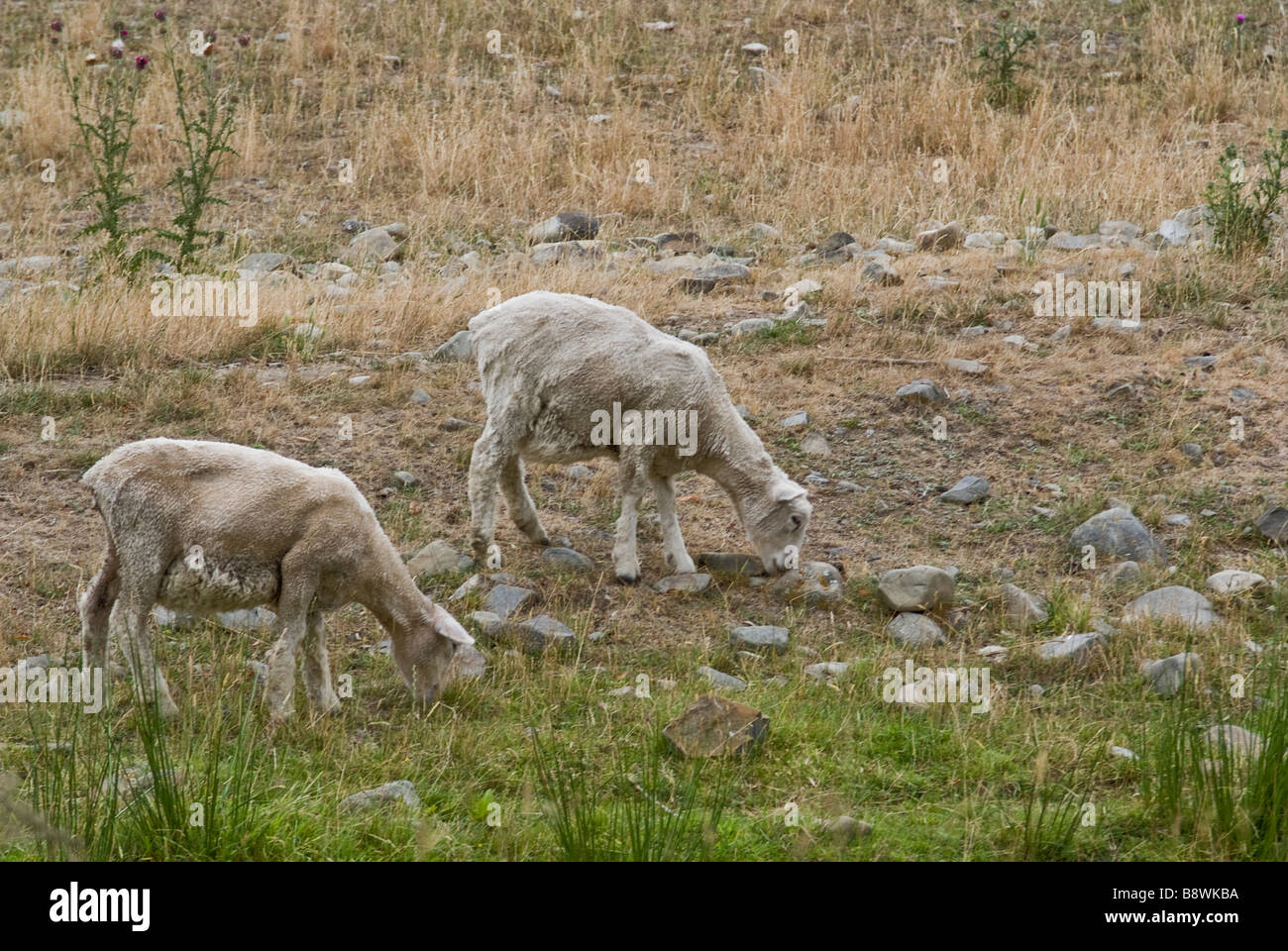 Two newly shorn sheep grazing on a South Canterbury sheep farm Stock Photo