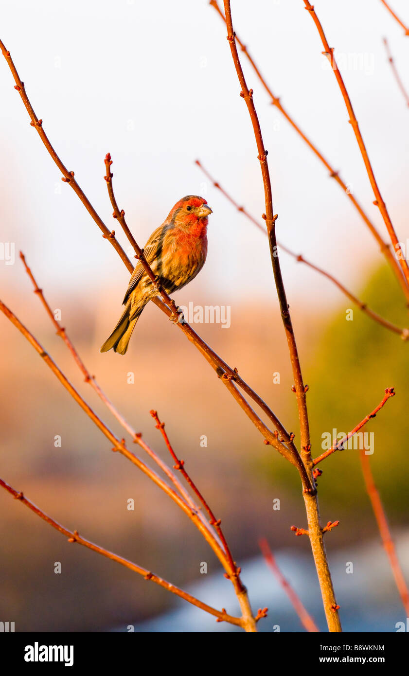 Spring Thaw with lone house finch on branch Stock Photo