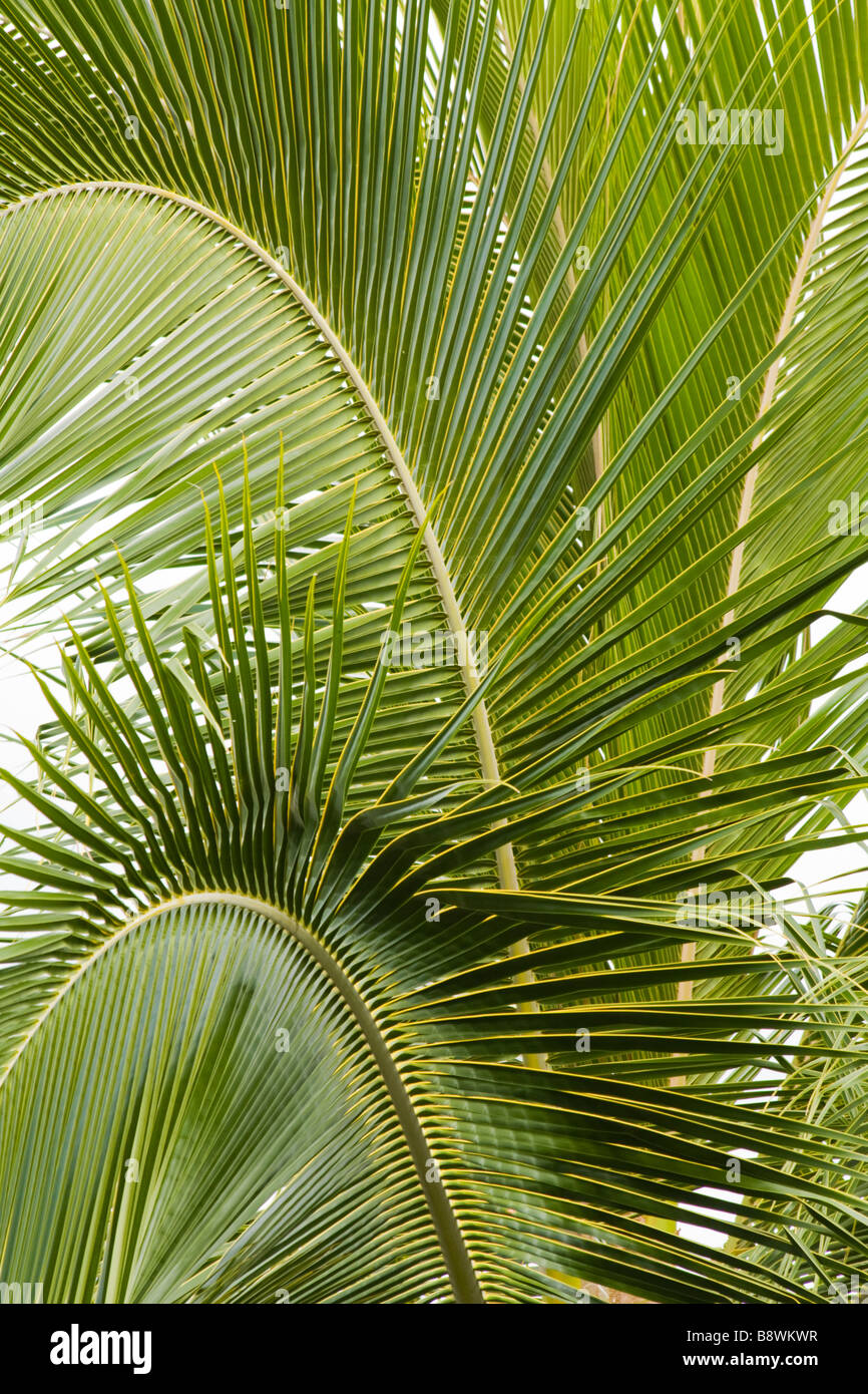 Fronds of a coconut tree Stock Photo