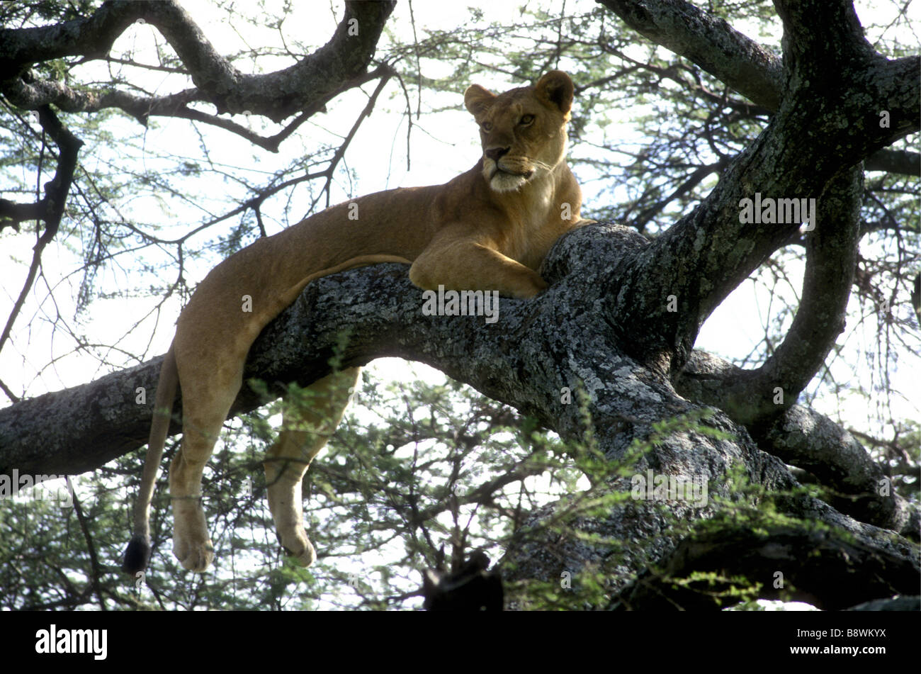 Lioness resting relaxing on a large branch in an acacia tree Serengeti National Park Tanzania East Africa Stock Photo