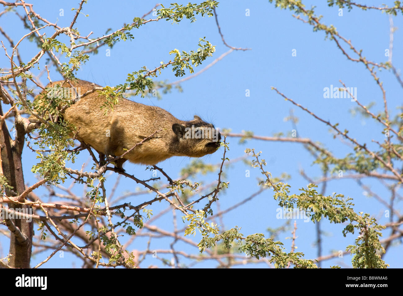 A Dassie or Rock Hyrax sits in the high branches of a tree and reaches out to get to the best leaves to eat in Souh Africa Stock Photo