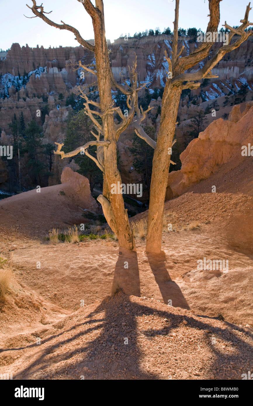 Venerable tree along the Queens Garden Trail in Bryce Amphitheater in Bryce Canyon National Park Utah Stock Photo