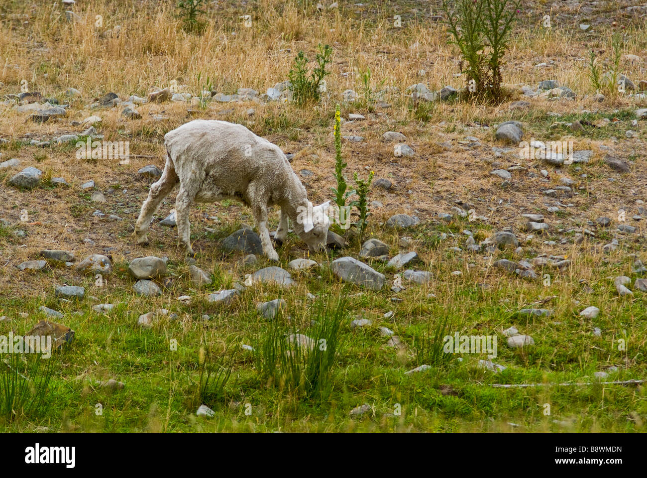 A newly shorn sheep grazing on a South Canterbury New Zealand Sheep farm Stock Photo