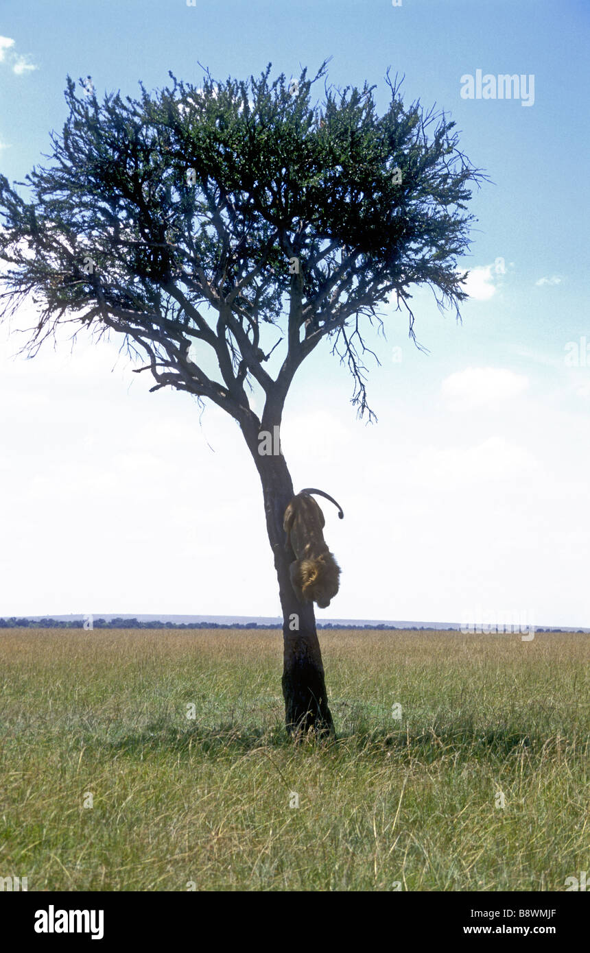 Mature male lion descending from the branches and canopy of a balanites tree Masai Mara National Reserve Kenya East Africa Stock Photo