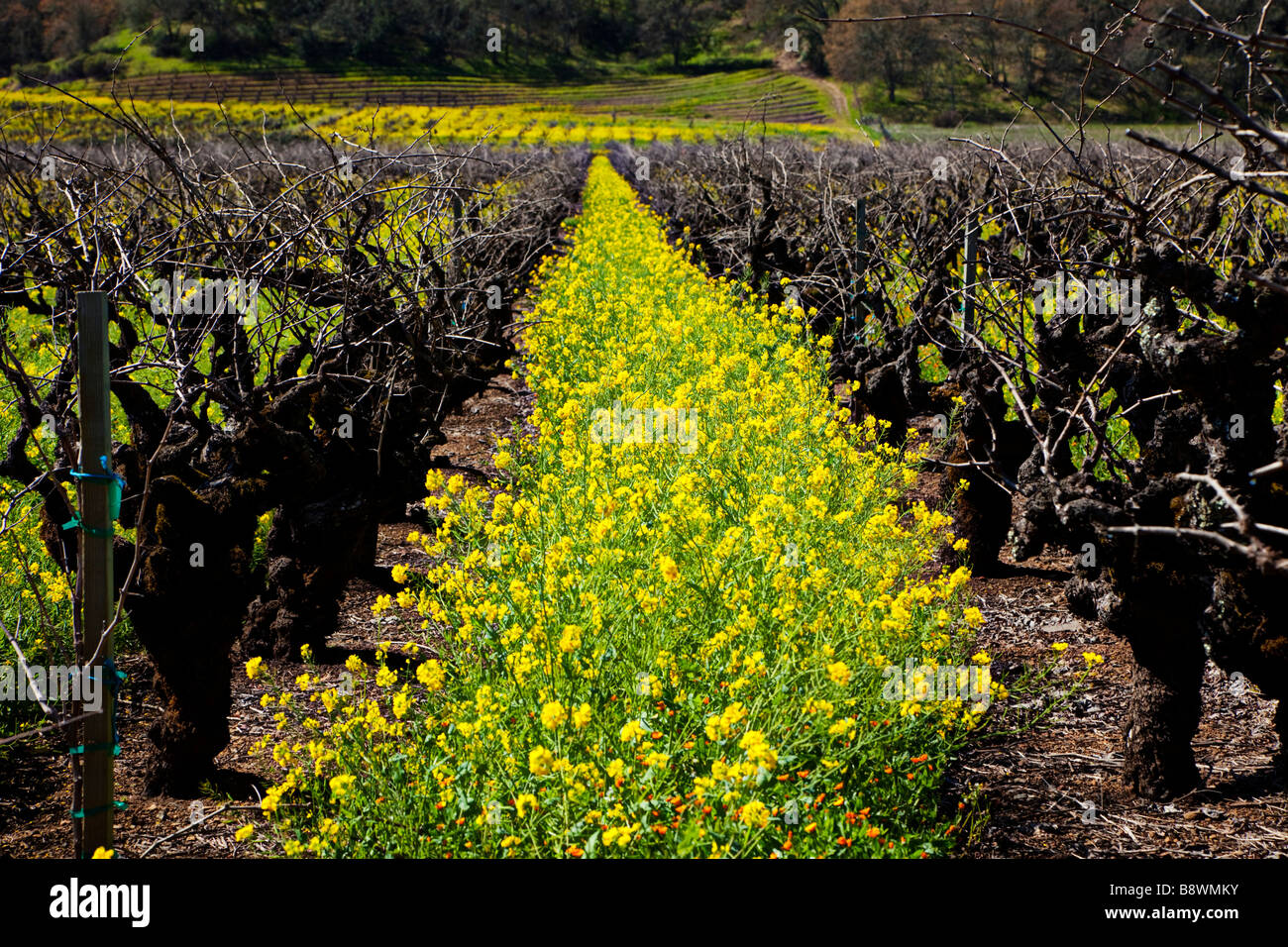 Mustard flower vineyard hires stock photography and images Alamy