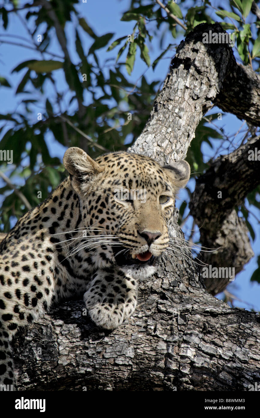 Female Leopard (wild) resting in a tree Stock Photo - Alamy