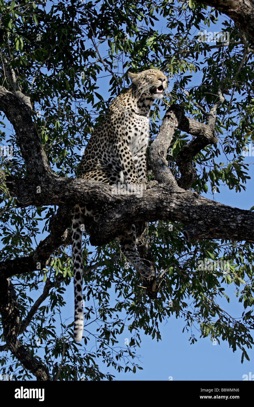 Female Leopard (wild) resting in a tree Stock Photo - Alamy