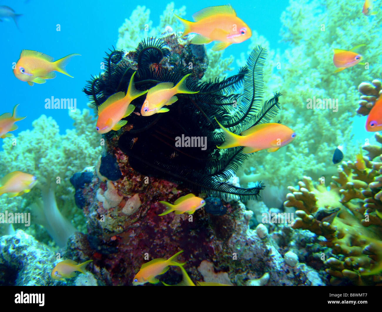 Scalefin Anthias in the Red Sea and lily in blue Stock Photo - Alamy
