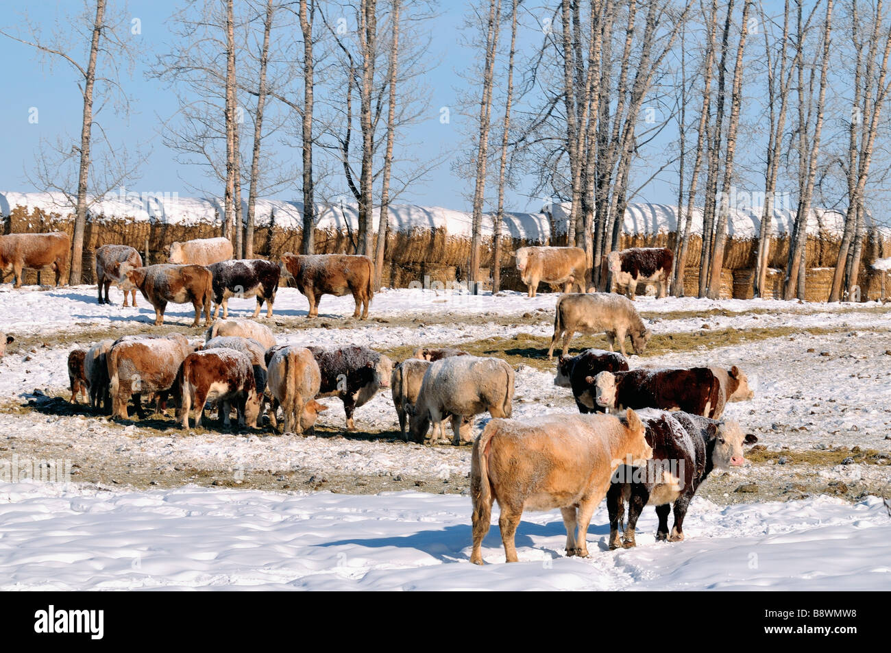 Cows 09107 Stock Photo