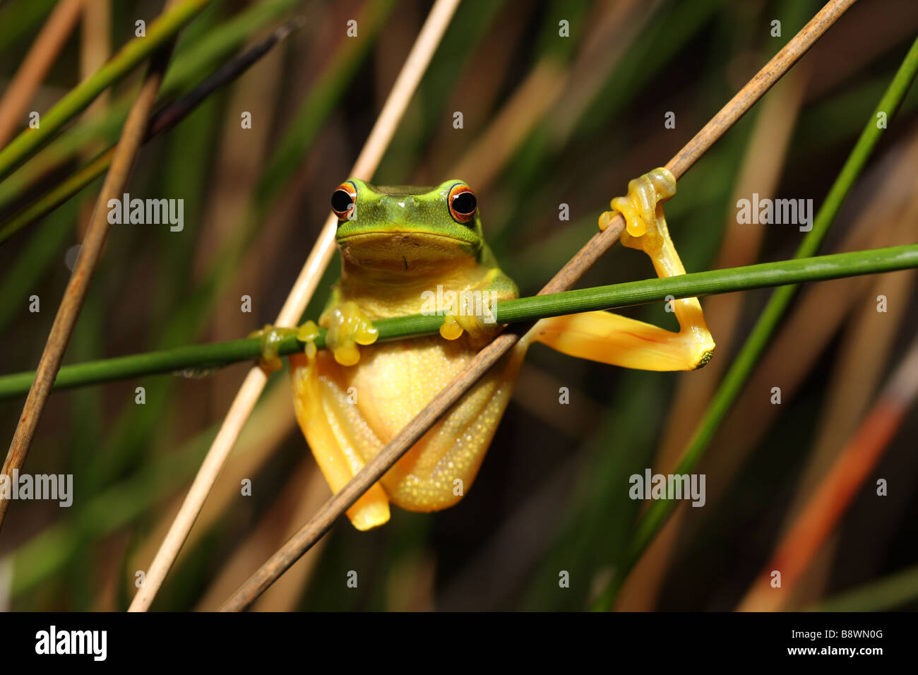 An adult Graceful Tree Frog native to Australia clings to sedges Stock Photo