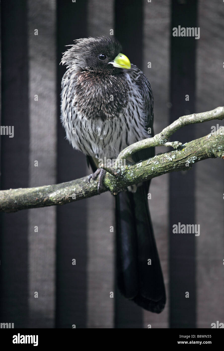 Western Grey Plantain Eater (crinifer piscator), WWT London Stock Photo