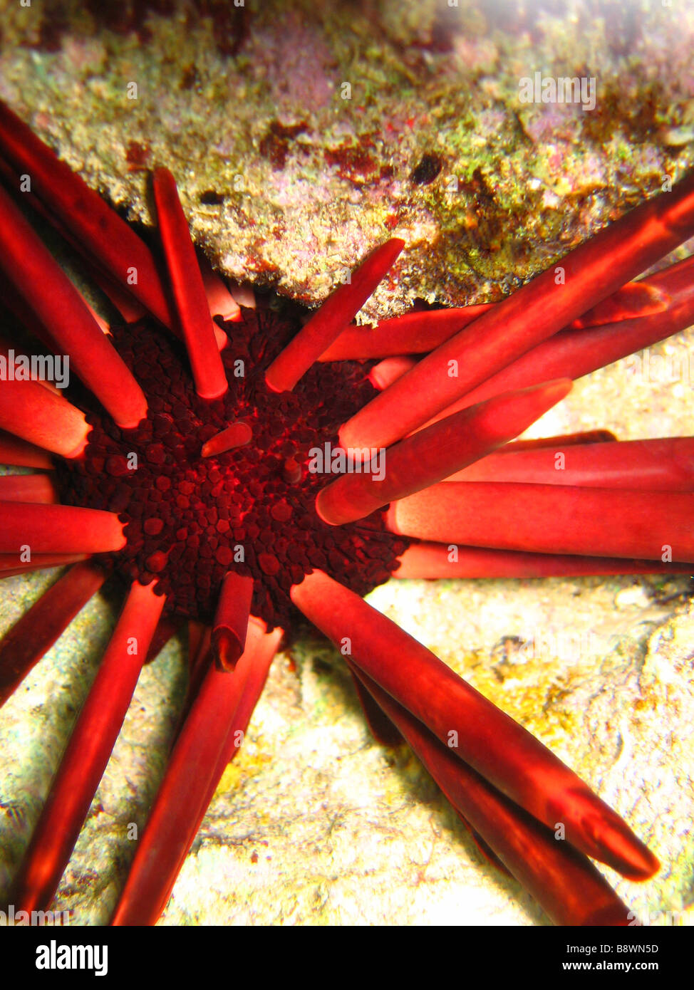 Underwater urchin close up Red Sea Stock Photo