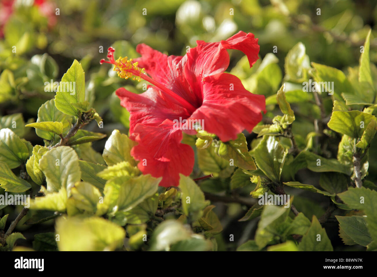 hibiscus Stock Photo