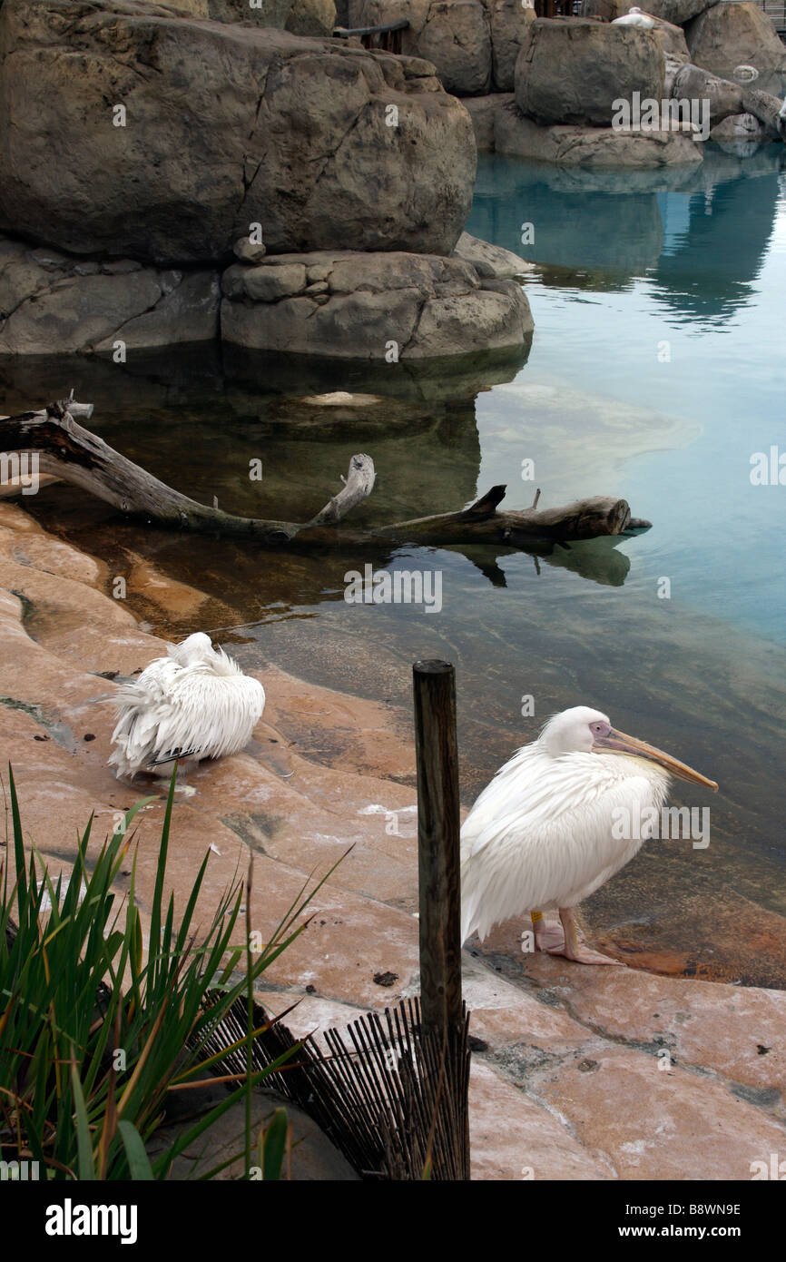 L'Oceanogràfic white lazy pelicans Stock Photo