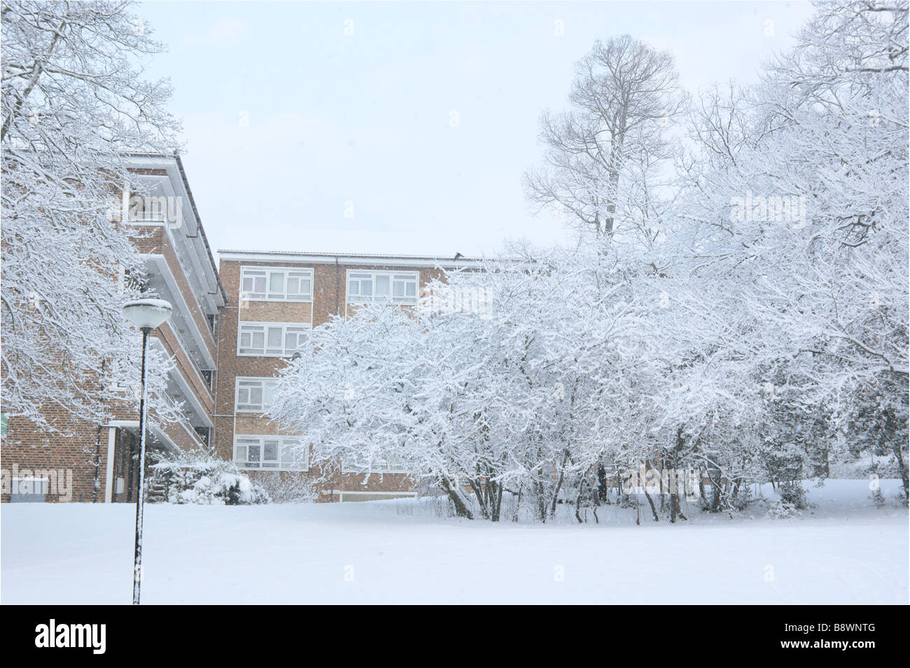 Snow covered trees on snow-covered grassy hill on an Islington (North London) council Estate on a snowy day in February 2009. Stock Photo