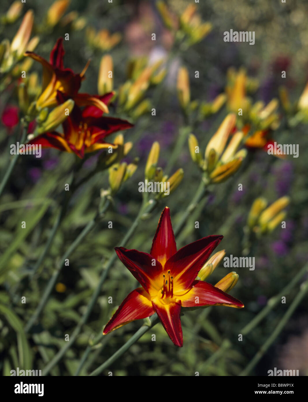 Day Lilies in the East front border Hemerocallis Missencla Stock Photo