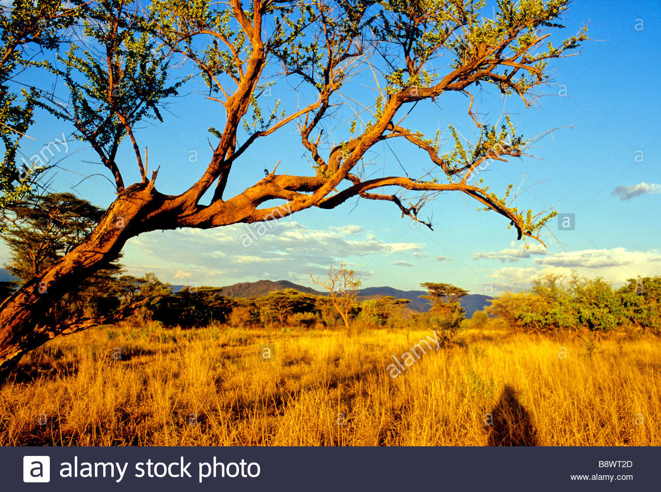 Gamo Gofa Stock Photos & Gamo Gofa Stock Images Alamy