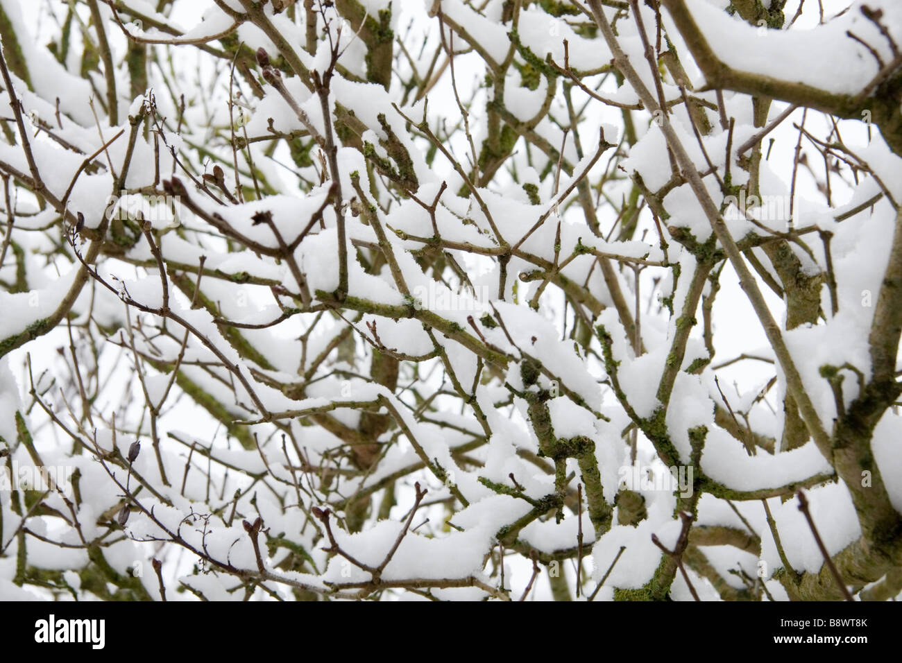 Snow laden branches Stock Photo