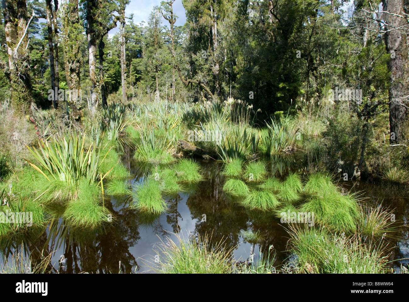 Swamp in rain forest, near Jacksons Bay, South Westland, South Island, New Zealand Stock Photo