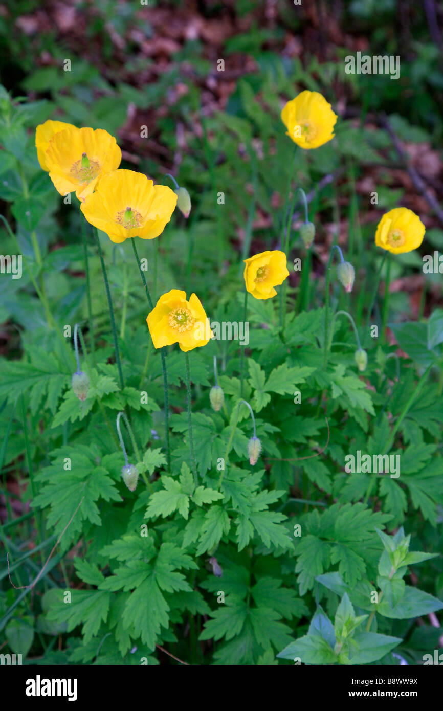 Yellow Poppy Flowers growing at Loughrigg Tarn Lake District National