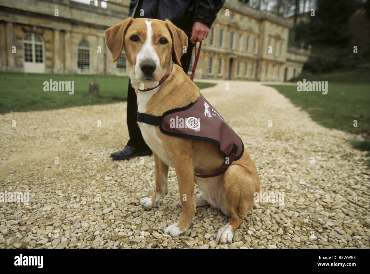 Hearing dog for deaf people hires stock photography and images Alamy
