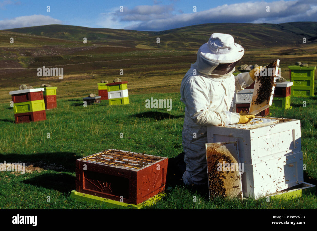 A beekeeper checking honeycombs in his hives Stock Photo
