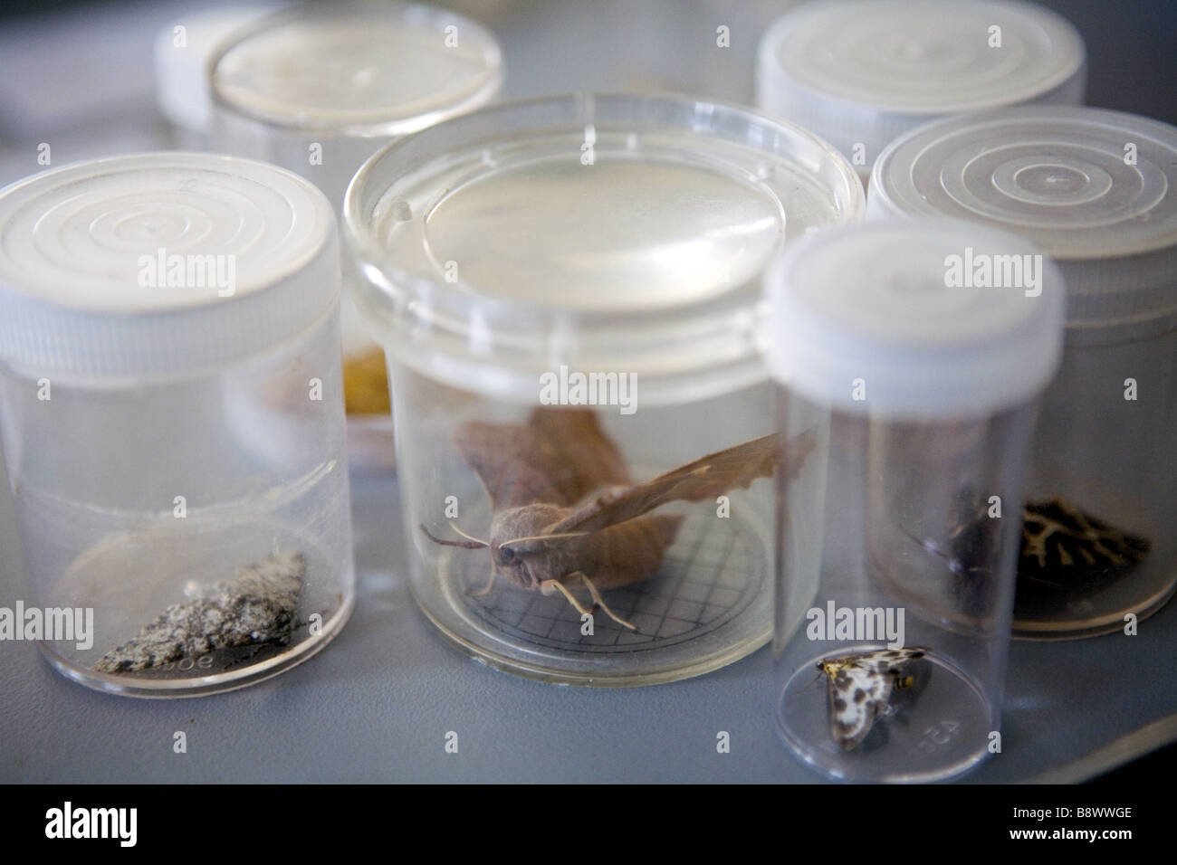 Moth specimens in jars in the Field Study Centre at Dunwich Beach