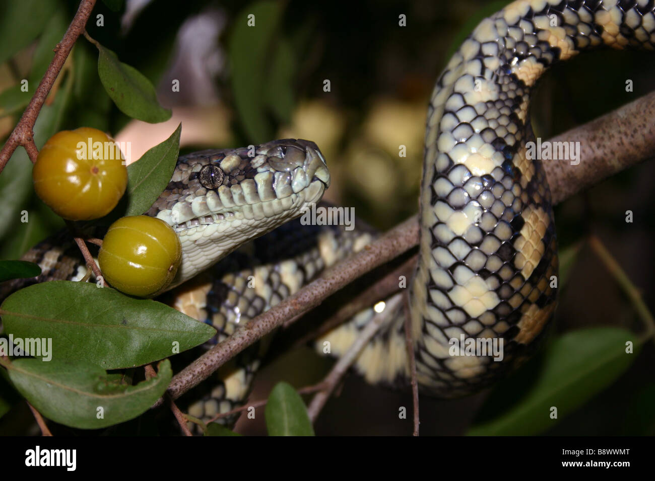 Australian Carpet Python (Morelia spilota mcdowelli) Stock Photo