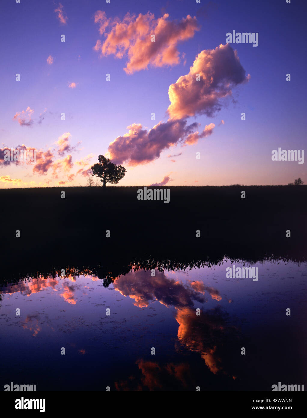 Reflective Tree Sunset Tree top reflection hi-res stock photography and images - Alamy