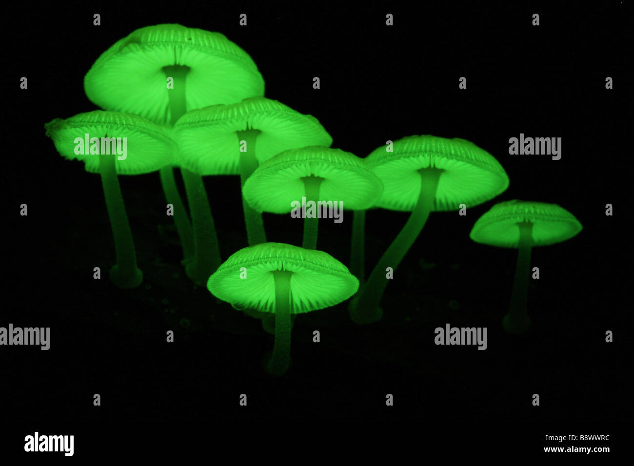 A group of naturally luminous mushrooms from an Australian rainforest Stock Photo