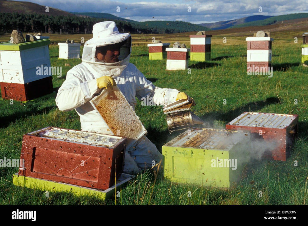 A beekeeper using a smoker to make the bees more docile when he opens the hives to check the honeycombs Stock Photo