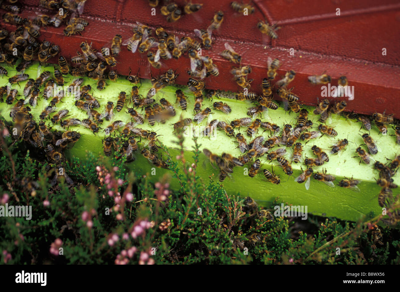 bees swarming on the outside of their hive Stock Photo