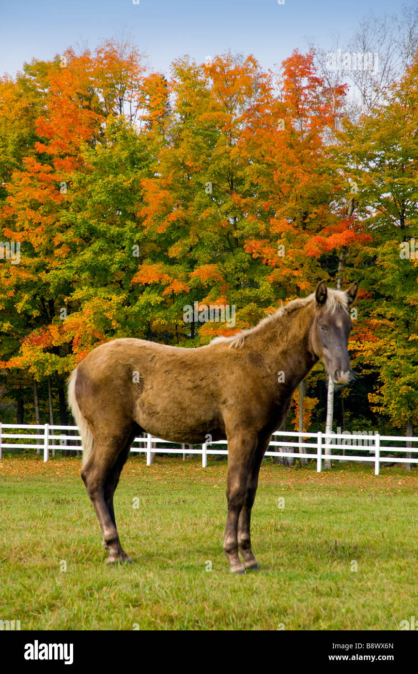 A horse grazing in a pasture with fall foliage at the Cedar Grove Farm near Peacham Vermont USA Stock Photo