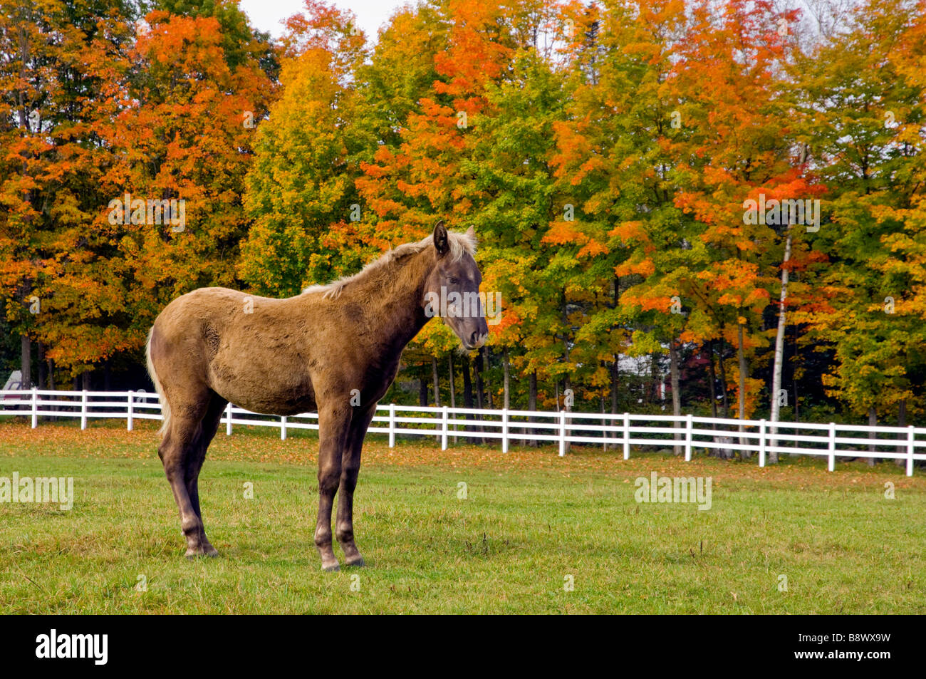 Horses In The Fall