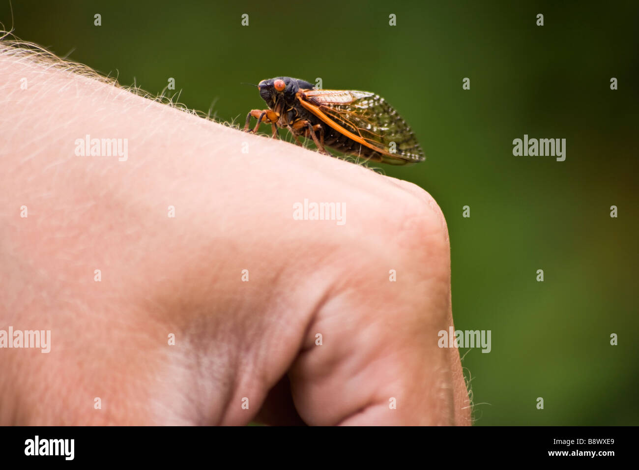 Cicada walking on hand in Chicago 2007 Stock Photo - Alamy